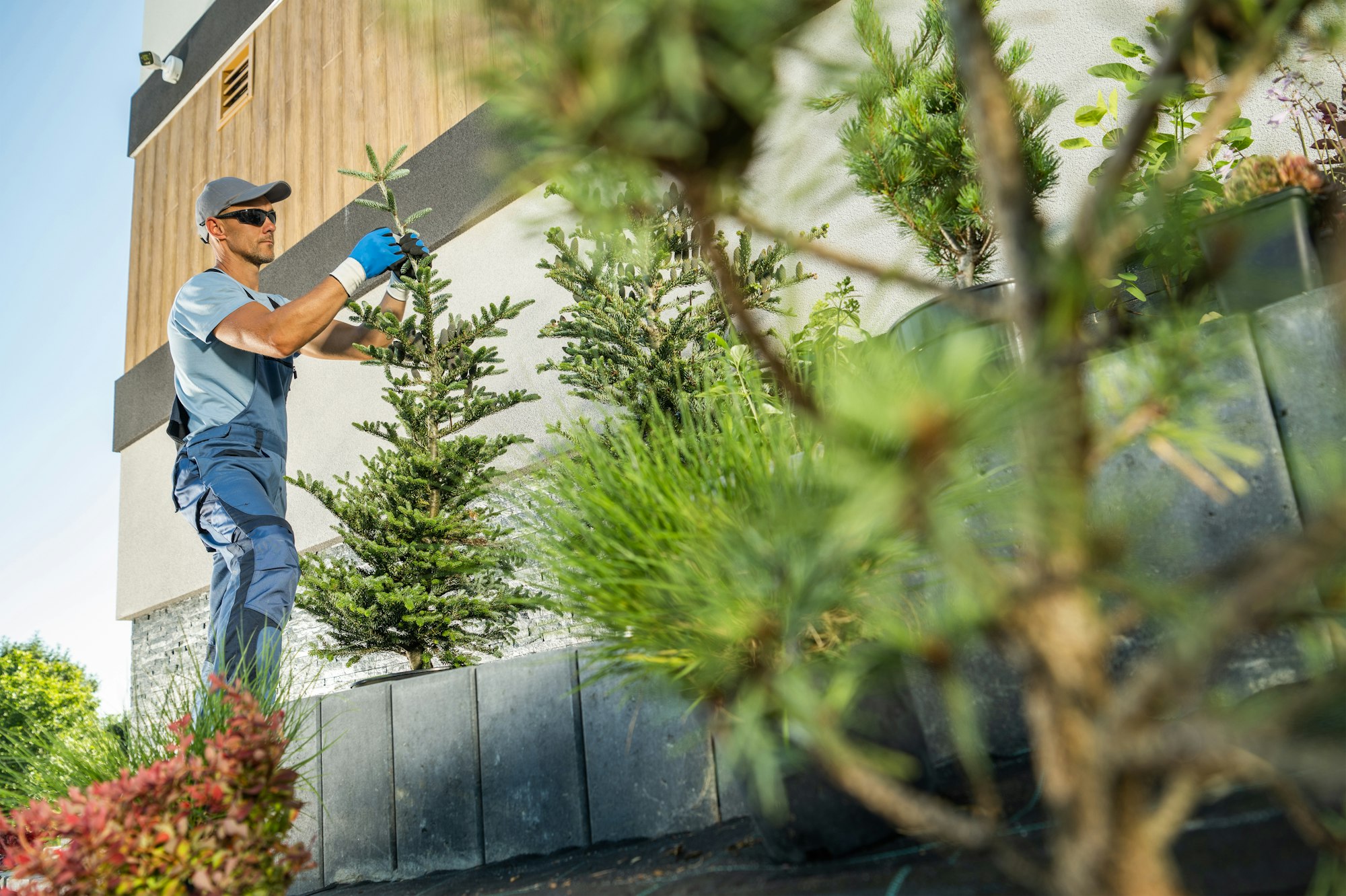 Gardener Planting Large Spruce Trees in a Residential Garden